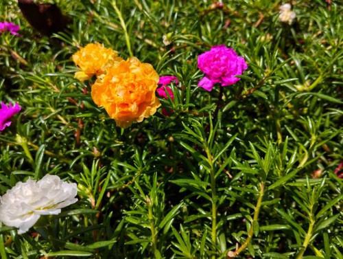 photos of beautiful yellow, white and red rose moss flowers.jpg