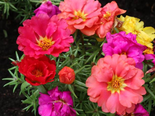 Close up of flowers.jpg
