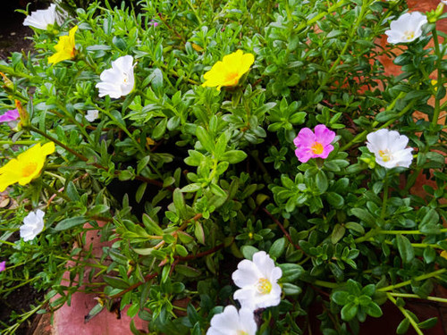 colorful little flowers.jpg