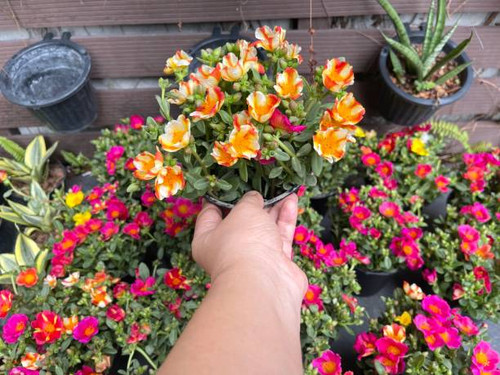 Beautiful flower growing for home and garden decoration.jpg