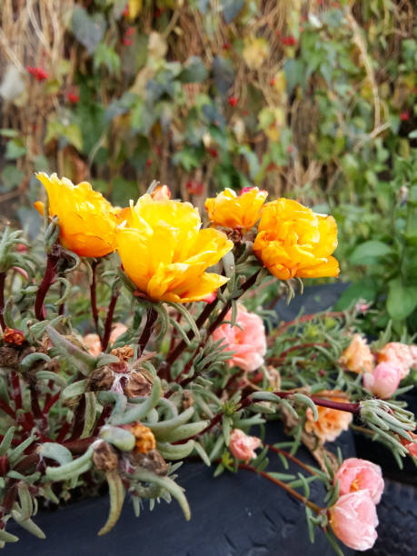 Photo of summer autumn garden flowers. Russia, Siberia, Buryatia..jpg