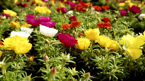 beautiful colorful flowers purslane in the garden.jpg