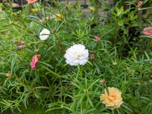 Portulaca Gradiflora or Moss Rose.jpg