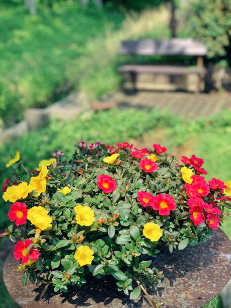 Beautiful red and yellow portulaca flowers on a side table in the garden..jpg
