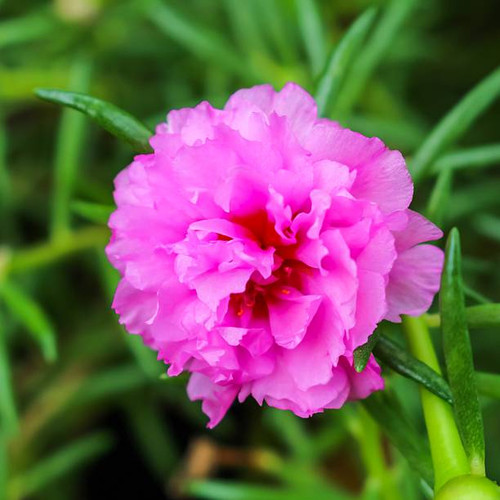 portulaca flowers , Rosemoss ,pink flower..jpg