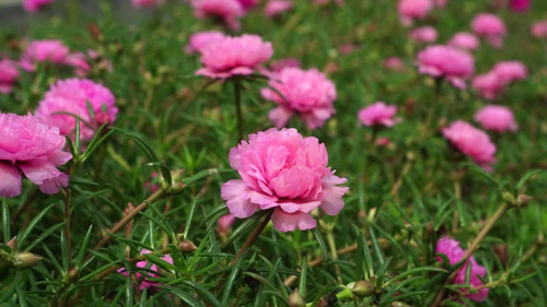 Flowers of the Portulaca grandiflora species bloom in the garden, the flower petals are pink with a .jpg