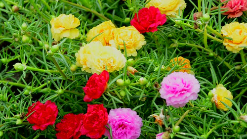 Moss-ross or Time flower because this flower has a specific time to bloom.jpg