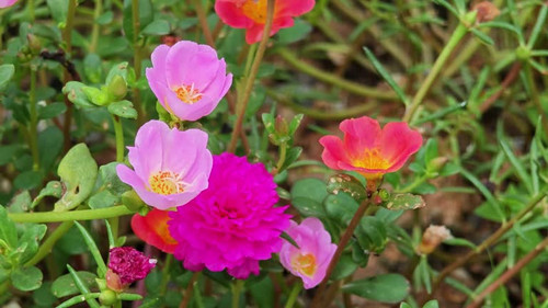 Portulaca grandiflora. This flower is known as the nine o'clock flower..jpg