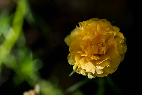 Yellow flower close up on black background.jpg