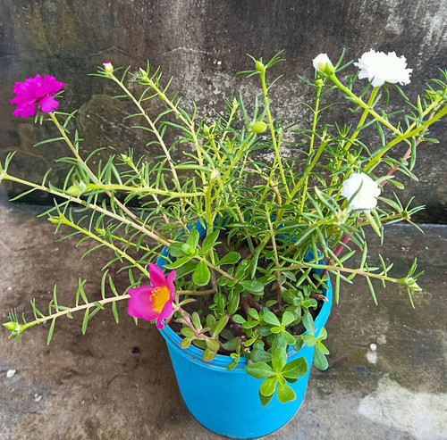 Portulaca grandiflora is a succulent flowering plant in the purslane family Portulacaceae, native to.jpg