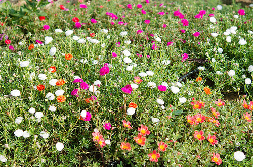 Portulaca grandiflora flowers with many colors.jpg