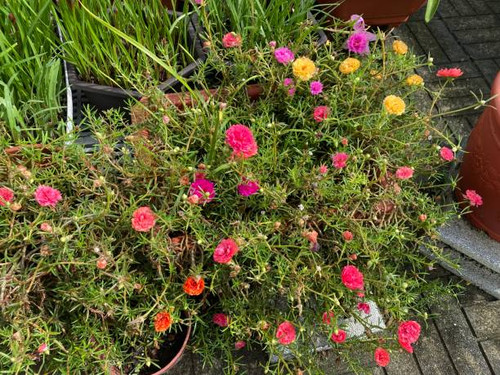 Portulaca is widely consumed as an edible plant, and in some areas it is invasive. Portulaca grandif.jpg