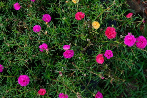 Portulaca grandiflora (moss-rose purslane) in the garden..jpg
