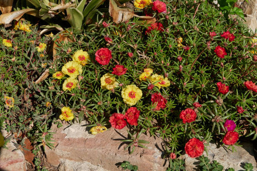 colorful flowers of Portulaca grandiflora plants.jpg
