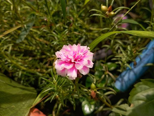 Portulaca grandiflora is a succulent flowering plant in the family Portulacaceae, also known as rose.jpg