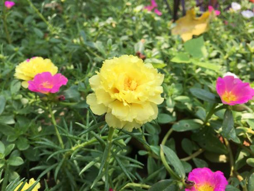Portulaca grandiflora in a large pot..jpg
