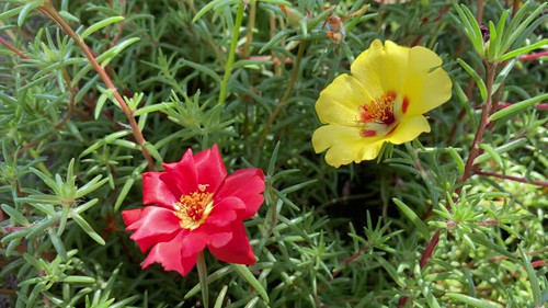 Portulaca grandiflora is  succulent flowering plant often cultivated in gardens. It has many common .jpg