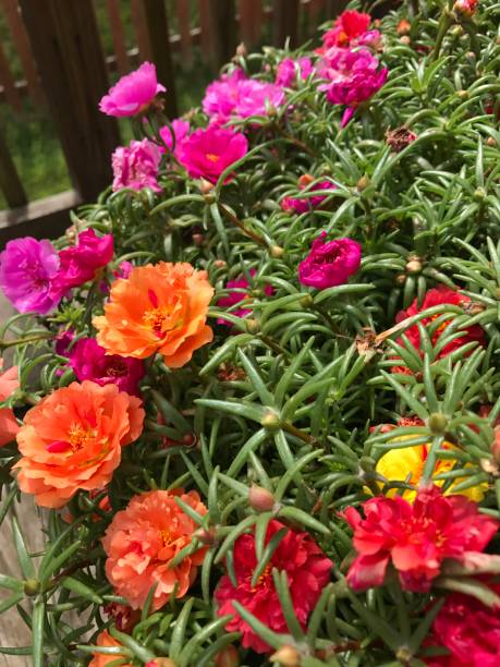 Brightly colored flowers w greenery and fence in background.jpg