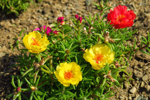 Moss-rose purslane flowers - Portulaca grandiflora.jpg