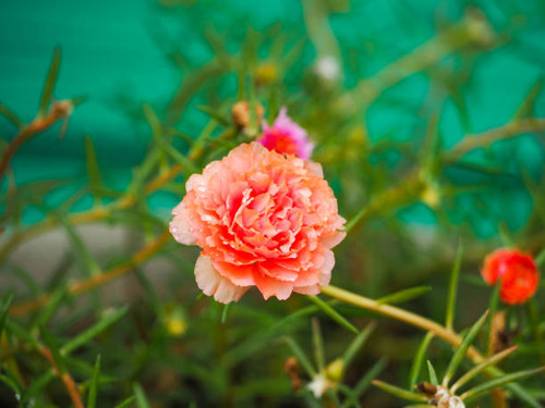 Pink cute flower.jpg