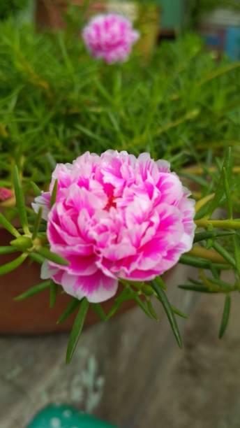 Pink and white colour flower in a tub..jpg