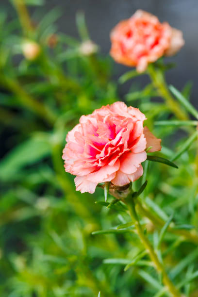 Pink common purslane or portulaca oleracea , verdolaga, red root, pigweed, little hogweed , pursley .jpg
