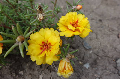 Vibrant yellow flowers of double Portulaca grandiflora in August.jpg