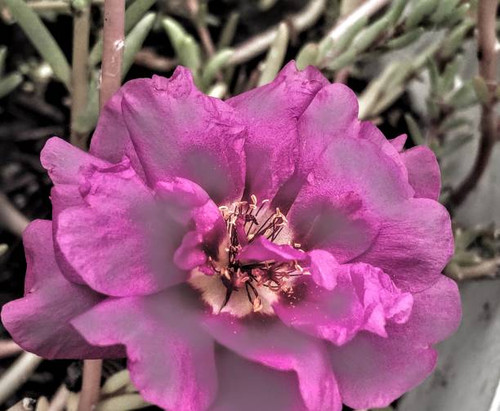 Flower plant nature rose moss morning bright colorful summer bloom blooming pink in color.jpg