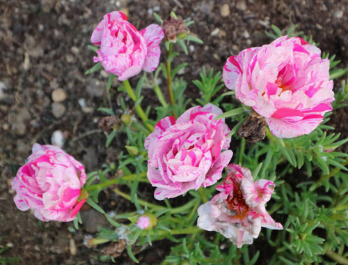 Pink and white variegated ranunculus plants in bloom in flower bed.jpg