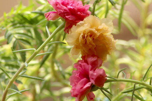 Pink and yellow flower.jpg