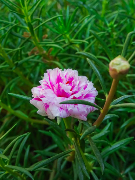 Pink flower and very beautiful natural beauty.jpg