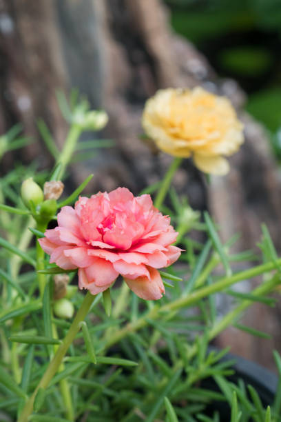 Pink flower in the garden background.jpg
