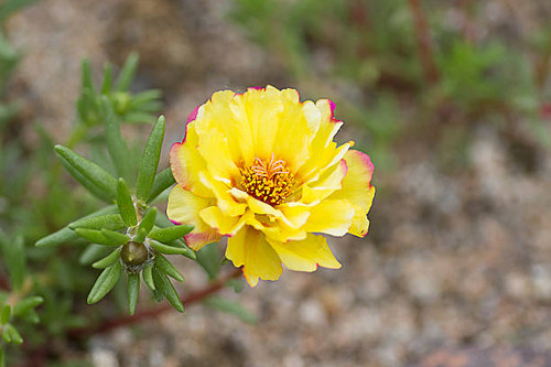 Yellow Chrysanthemum at Spring, South Korea..jpg