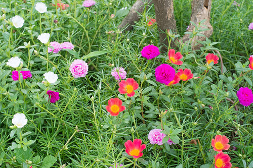 Pink Portulaca Common Purslane Asian Flower.jpg