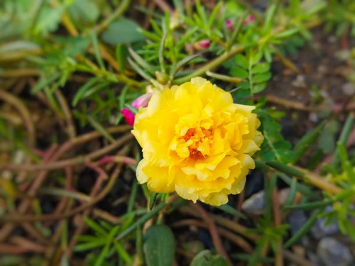Picture of a beautiful Portulaca grandiflora flower growing in a garden. Yellow color stands out and.jpg