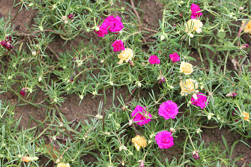 Pink flowers in the garden for natural background..jpg