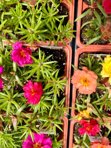 The top down view of seedling trays with bloomed flowers..jpg