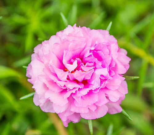 pink flower of pigweed on daytime image.jpg