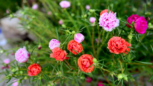 Pink Flower Bloom Time Lapse 4K.jpg