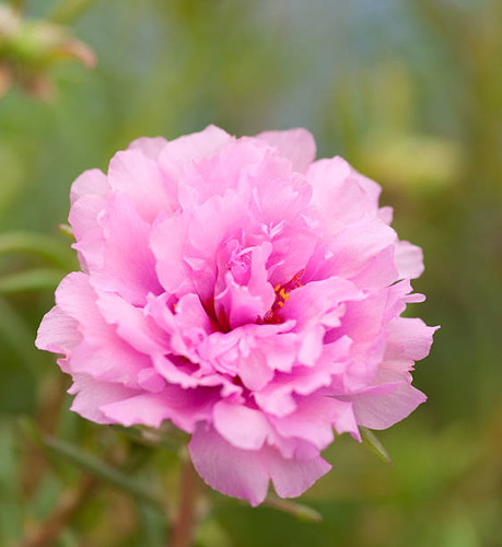 pink portulaca flower in the garden.jpg