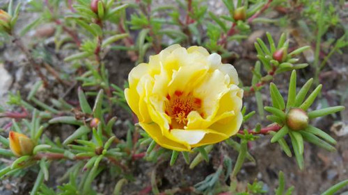 Yellow chrysanthemums in full bloom in a park in Korea.jpg