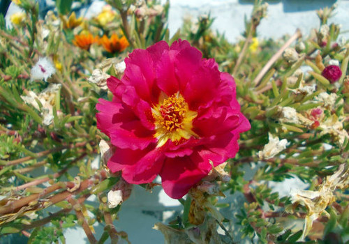 Pink moss-rose Purslane Flower.jpg