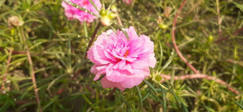 Portulaca Grandiflora or Moss Rose is a Portulacaceae family flowering plant. It;s also known Rose M.jpg