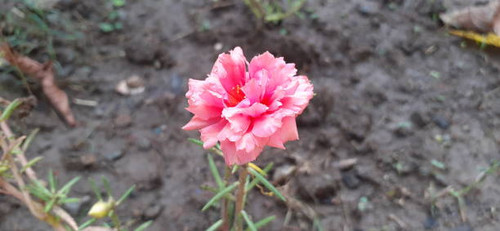 Moss Rose or Portulaca Grandiflora is a Portulacaceae family flowering plant. It;s also known Rose M.jpg