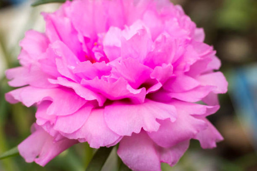 Close up pink Pusley.jpg