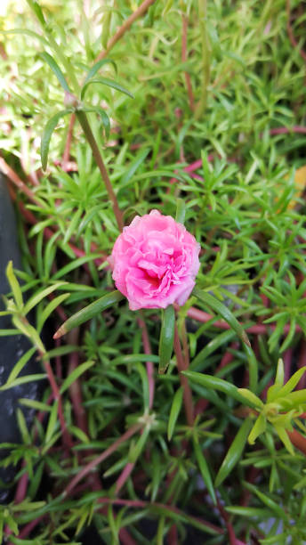 Pink flower grow and bloom among the green leaves.  This flower usually blooms at 9 am.jpg