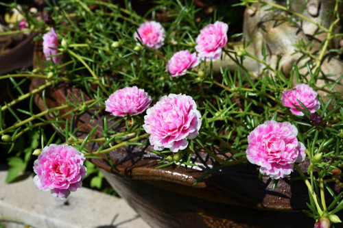 Pink Little Hogweed flowers is blooming with sunlight in the morning ..jpg
