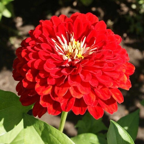 Zinnia4red.jpg