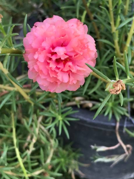 Portulaca grandiflora or Moss rose or Mexican rose or Vietnam rose or Sun rose or Rock rose or Moss-.jpg
