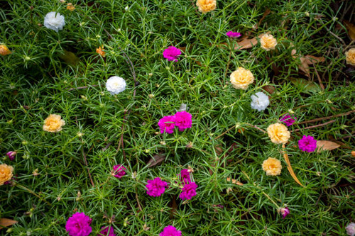 Portulaca grandiflora (Moss Rose, Sun plant, Sun Rose), a colorful blossom, petals stacked overlappi.jpg